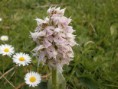 /album/galleria-fotografica/orchis-tridentata-1-jpg/